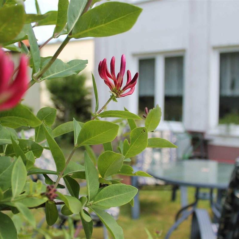 Ferielejlighed - 7 personer -  - Kaminofen, Balkon, Garten, Haustier willkommen - 18233 - Neubukow