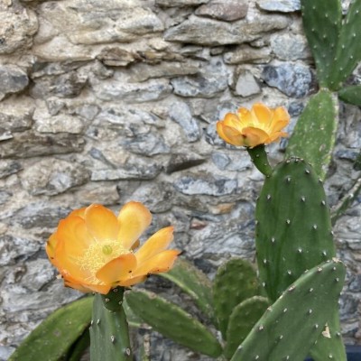 Billede 4