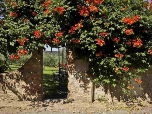 Holiday apartment - 4 persons -  - 50025 - Montespertoli