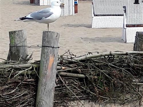 Ferielejlighed - 4 personer -  - An der Au - 24366 - Loose