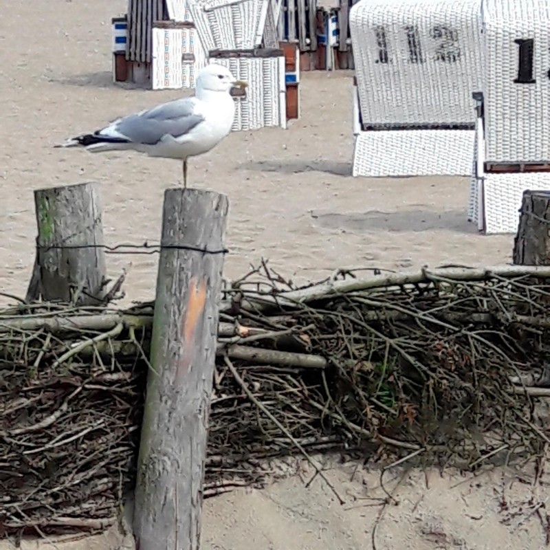 Ferielejlighed - 4 personer -  - An der Au - 24366 - Loose