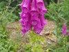 Bild 81