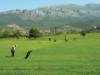 Bilde 36