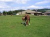 Billede 17