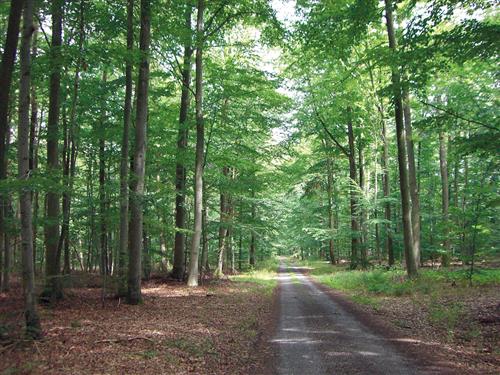 Ferielejlighed - 2 personer -  - Kirchgasse - 97497 - Dingolshausen