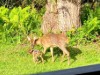 Billede 23