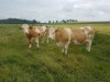 Bild 19
