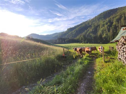 Ferienhaus - 4 Personen -  - Jochberg - 83458 - Schneizlreuth