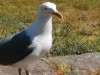 Billede 5