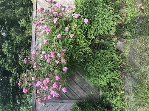 Ferielejlighed - 8 personer -  - Lüttje Hörn - 26969 - Butjadingen / Eckwarden