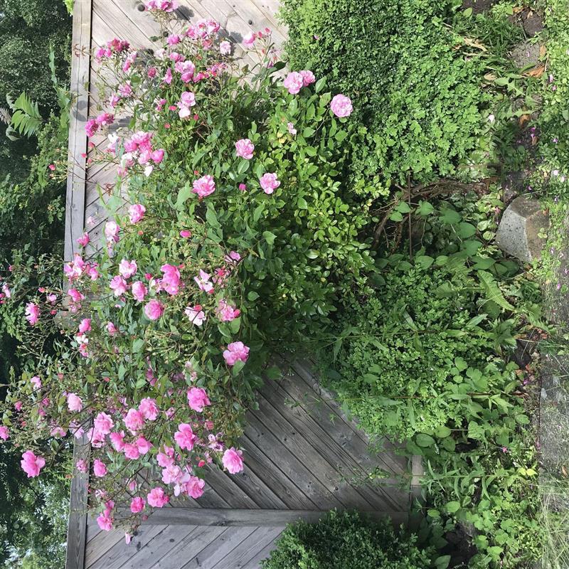 Ferielejlighed - 8 personer -  - Lüttje Hörn - 26969 - Butjadingen / Eckwarden