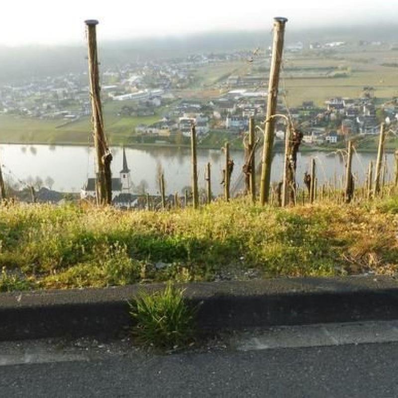 Sommerhus - 12 personer -  - Neumagen-Drohn - 54347