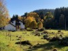 Bilde 11