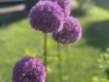 Billede 4
