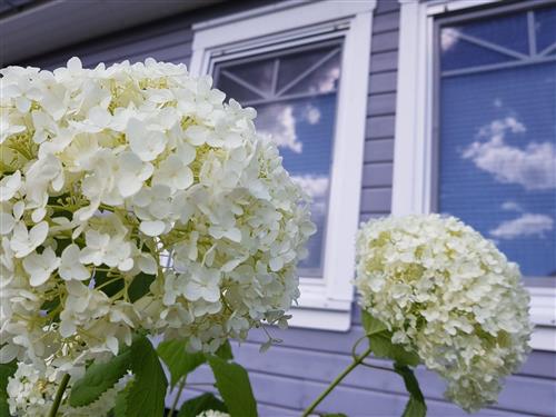 Fritidshus - 6 personer -  - Kirchenweg - 17248 - Rechlin