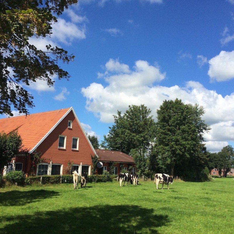 Sommerhus - 10 personer -  - Backemoorer Strasse - 26817 - Backemoor