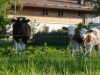 Bild 16