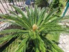 Billede 35