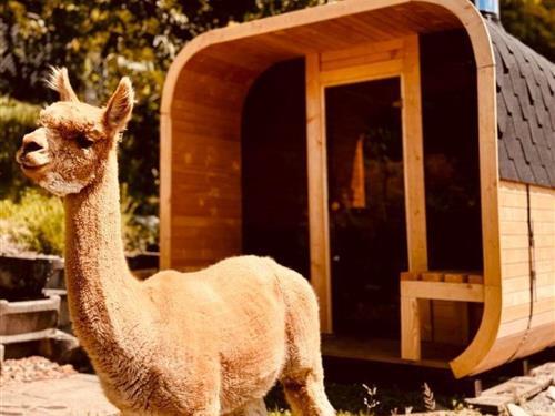 Holiday home - 13 persons -  - Wynigen - 3472