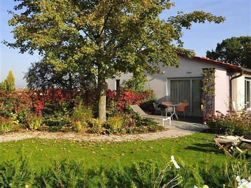 Holiday apartment - 4 persons -  - Herxheimer Straße - 67273 - Dackenheim