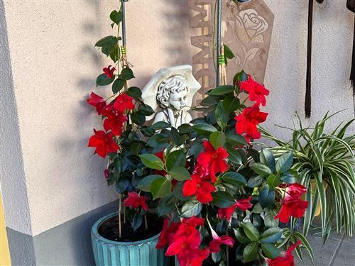 Ferieleilighet - 6 personer -  - Dechant-Hauer Straße - 3950 - Gmünd