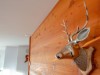 Bilde 28 - Inne