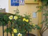 Bilde 35