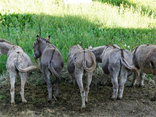 Sommerhus - 4 personer -  - Ortsstraße - 07907 - Löhma