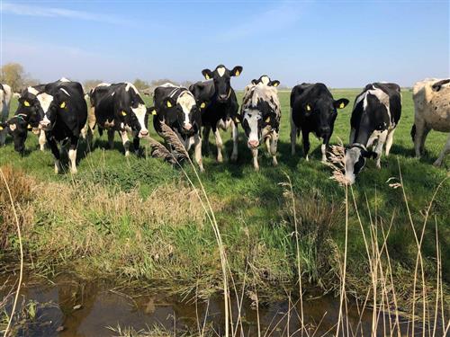 Sommerhus - 4 personer -  - Osterwinsumer Weg - 26844 - Jemgum