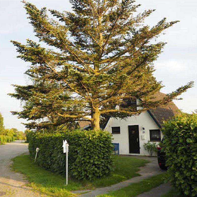 Sommerhus - 7 personer -  - Achtern Diek - 26969 - Butjadingen / Burhave