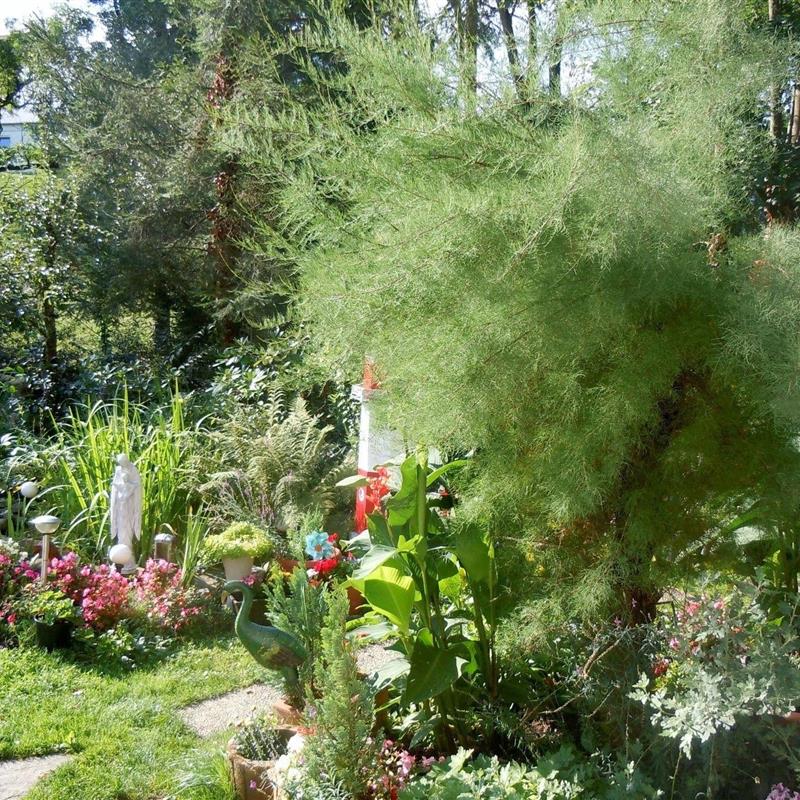 Ferielejlighed - 3 personer -  - Inselstrasse - 79199 - Kirchzarten