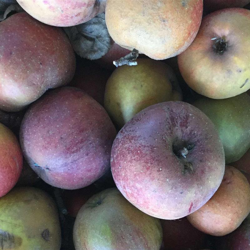 Ferielejlighed - 4 personer -  - Schwarzer Weg - 21635 - Jork