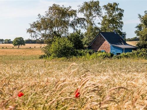 Holiday home - 4 persons -  - Niehäger Straße - 18347 - Ostseebad Ahrenshoop