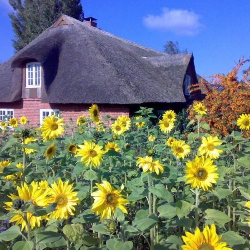 Sommerhus - 6 personer -  - 23738 - Riepsdorf