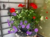 Bild 17