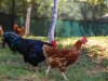 Bilde 34