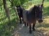 Bild 18