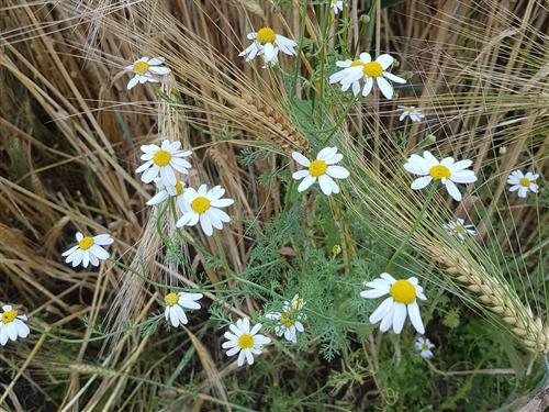 Ferieleilighet - 2 personer -  - Seestr. - 17166 - Bülow