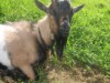 Billede 7
