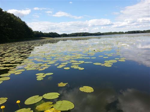 Ferielejlighed - 4 personer -  - Seebusch - 17252 - Schwarz