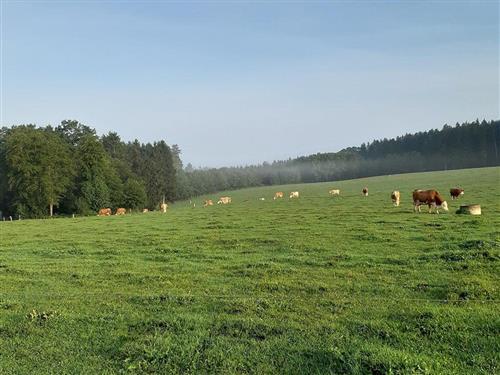 Ferieleilighet - 4 personer -  - Haselbach - 94439 - Roßbach