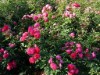 Bild 20