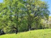 Bilde 38 - Ude
