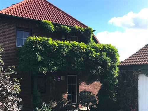 Ferielejlighed - 4 personer -  - Hinter den Tannen - 17454 - Zinnowitz