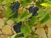 Bild 52