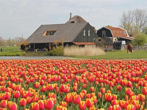 Ferielejlighed - 4 personer -  - 1744HE - Sint Maarten