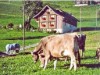 Bilde 7 - Inne