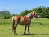 Billede 1