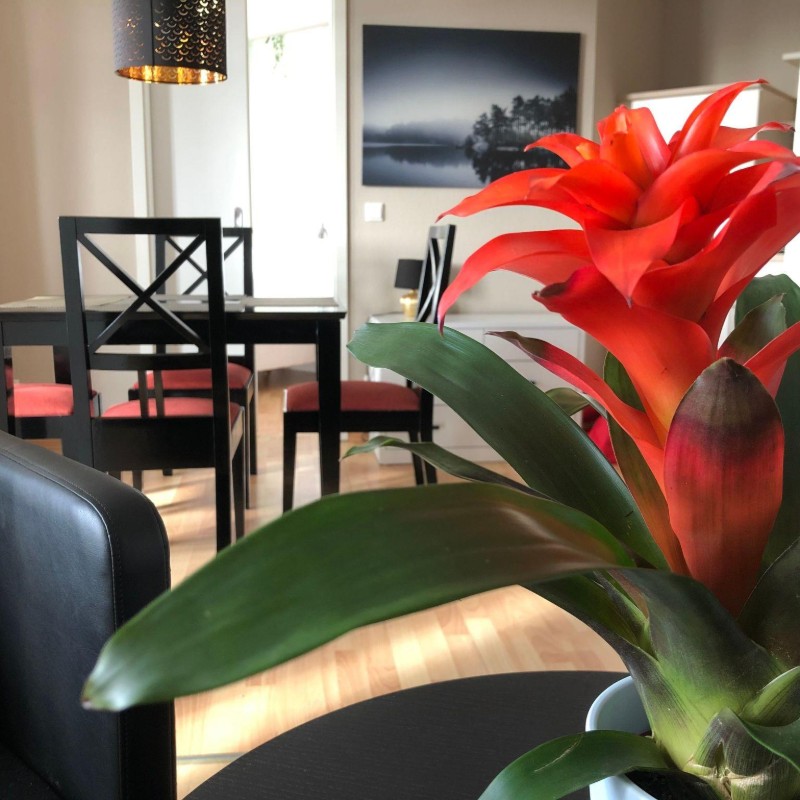 Ferielejlighed - 4 personer -  - Ostseebad Sellin - 18586