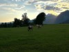 Billede 12